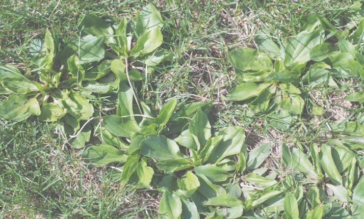 Plantain: Nature's First Aid in Your Backyard