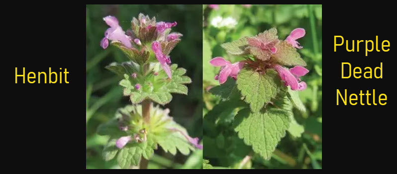 Henbit vs Purple Dead Nettle: How to Tell These Spring Weeds Apart