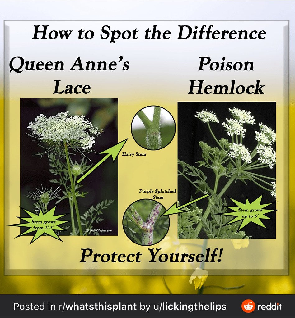 Forager's Guide: Queen Anne's Lace Identification and Its Deadly Look-Alikes