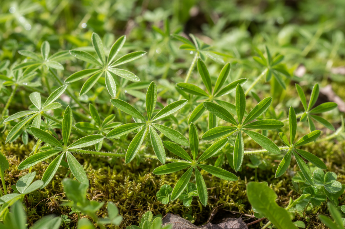 Cleavers: The Sticky Spring Cleanser You Need to Know