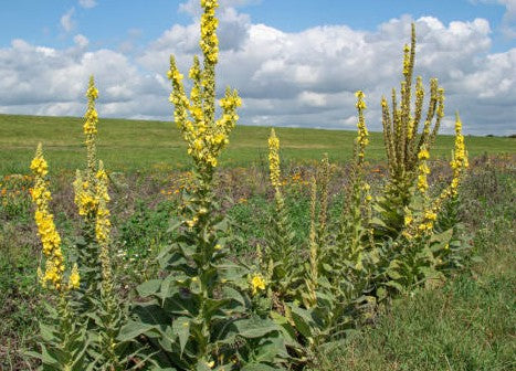 Mullein: Ancient Remedy for Modern Respiratory Wellness