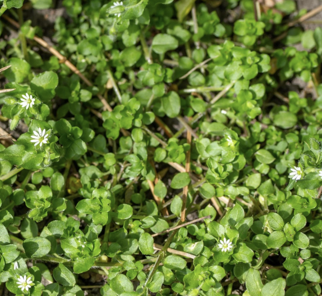 Chickweed | Dried Herb | Stellaria media