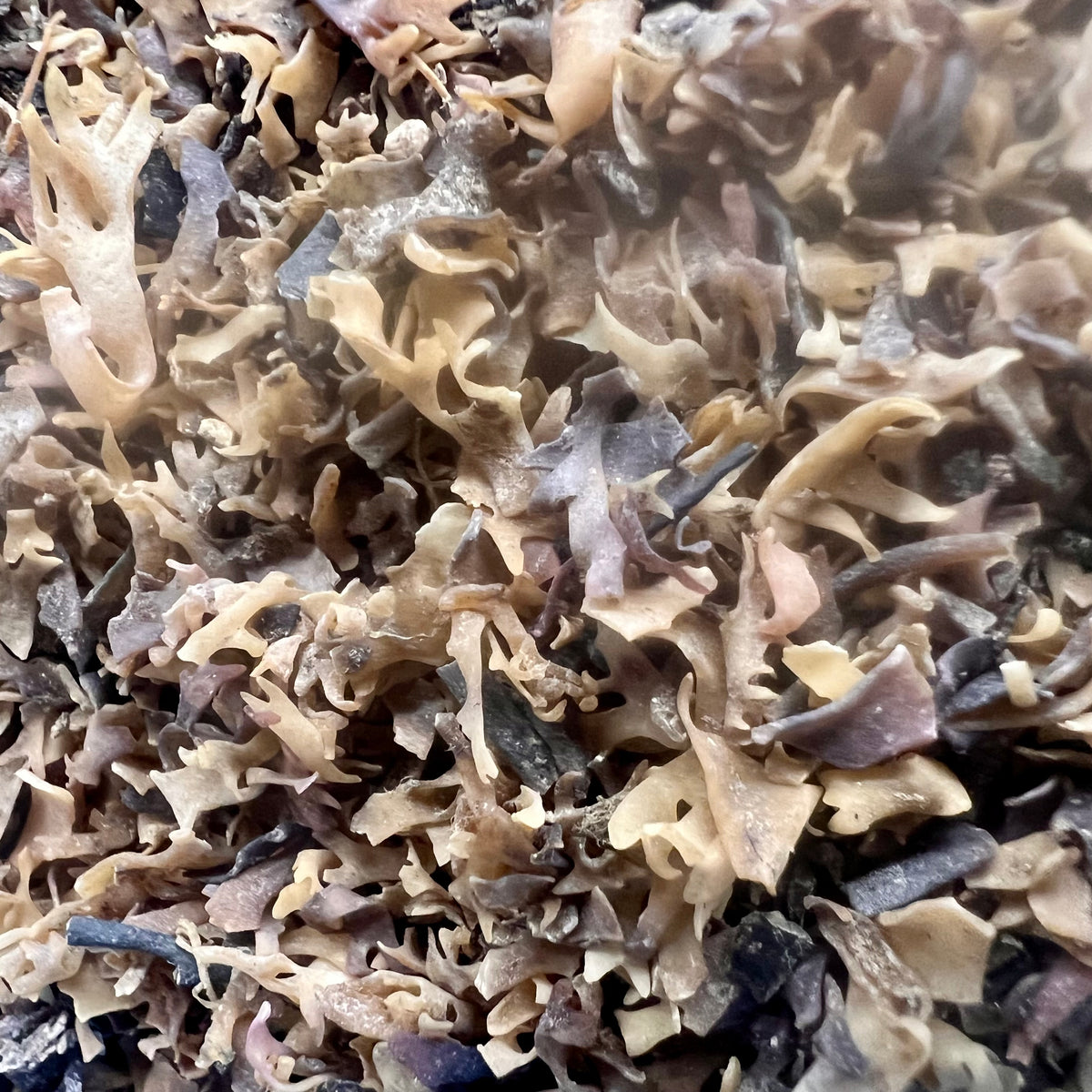 Atlantic Irish Moss, Whole (Wildcrafted)