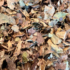 Black Walnut Leaves, Cut & Sifted