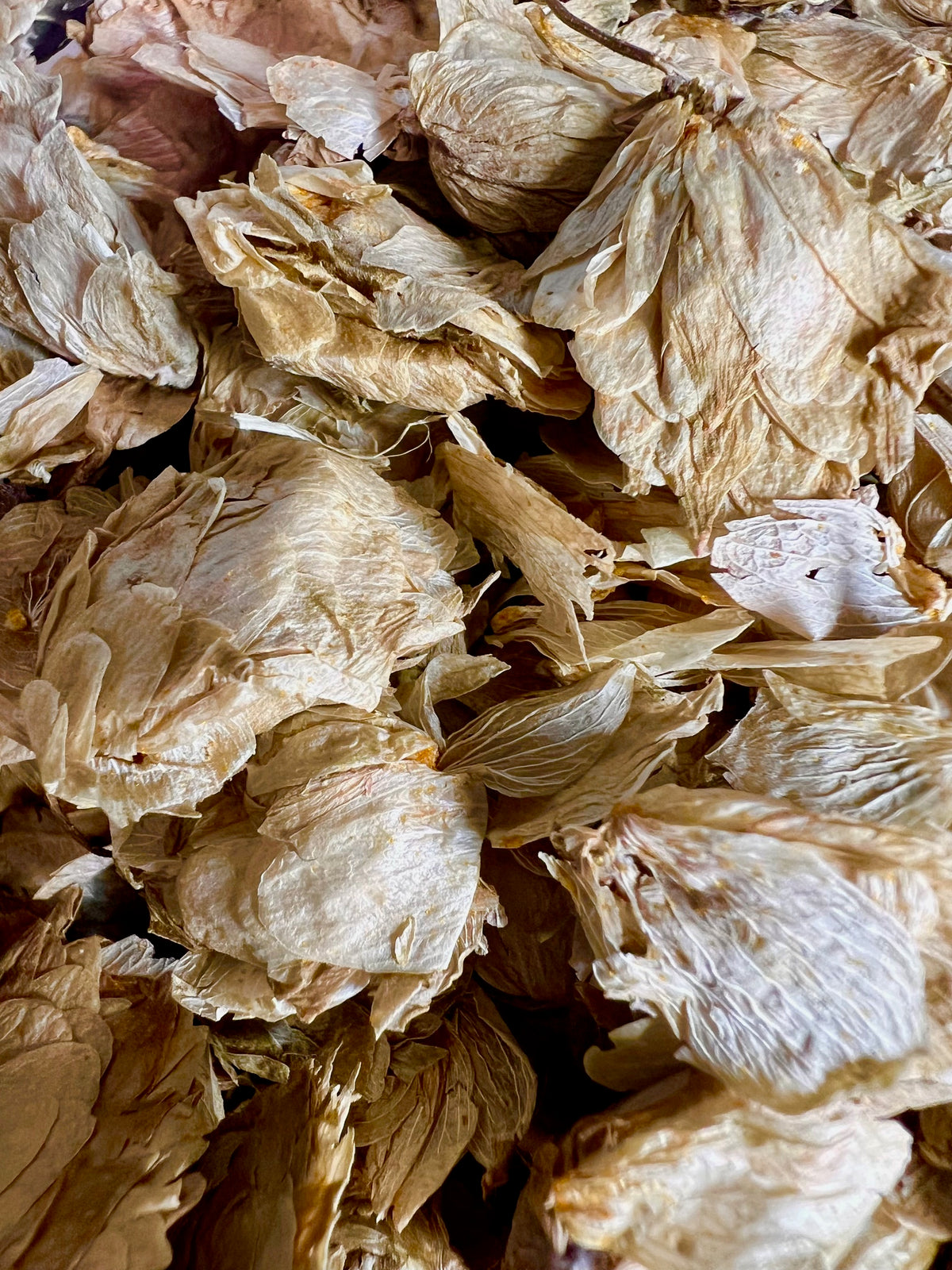 Hops | Dried Herb