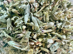 Catnip, Tea Cut (Organic)