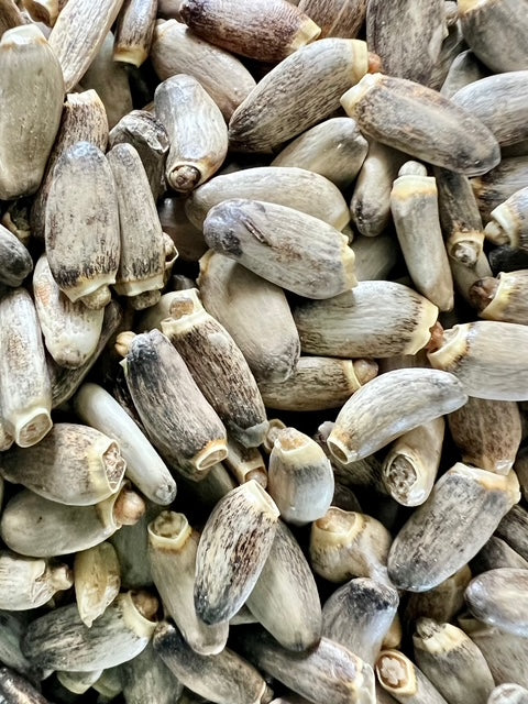 Milk Thistle Seed, Whole (Organic)