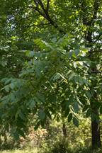 Black walnut tree plant shot