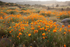 California poppy growing wild