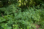 Cleavers, Cut & Sifted (Wildcrafted)