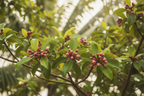 Cloves growing on tree