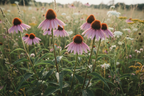 Echinacea Aerial Parts, Cut & Sifted (Wildcrafted)