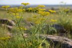 Fennel growing in the wild