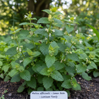 Fresh Lemon Balm Plant