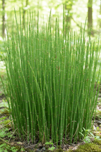 Horsetail plant - cleaner stems