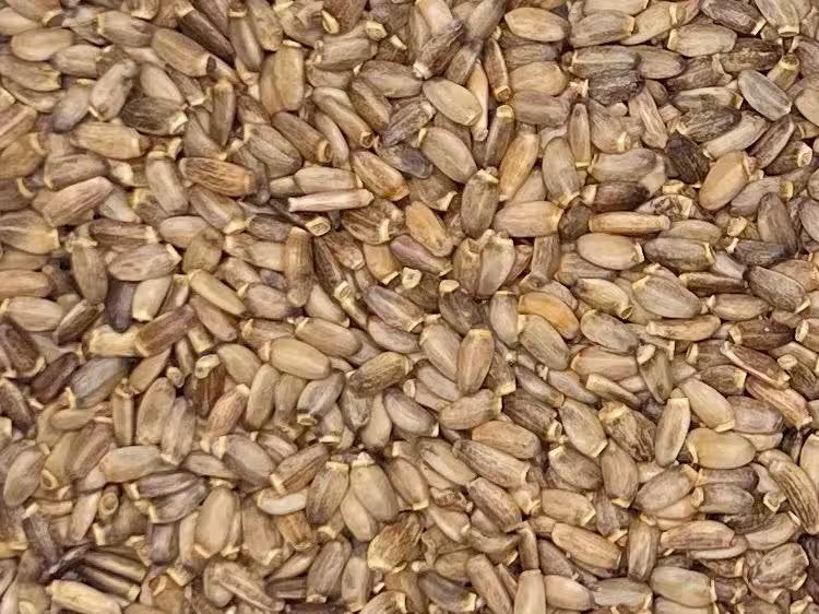Milk Thistle Seed, Whole (Organic)
