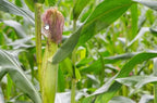 Cornsilk, Cut & Sifted