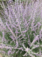 Lavender Flower, Whole (Organic)