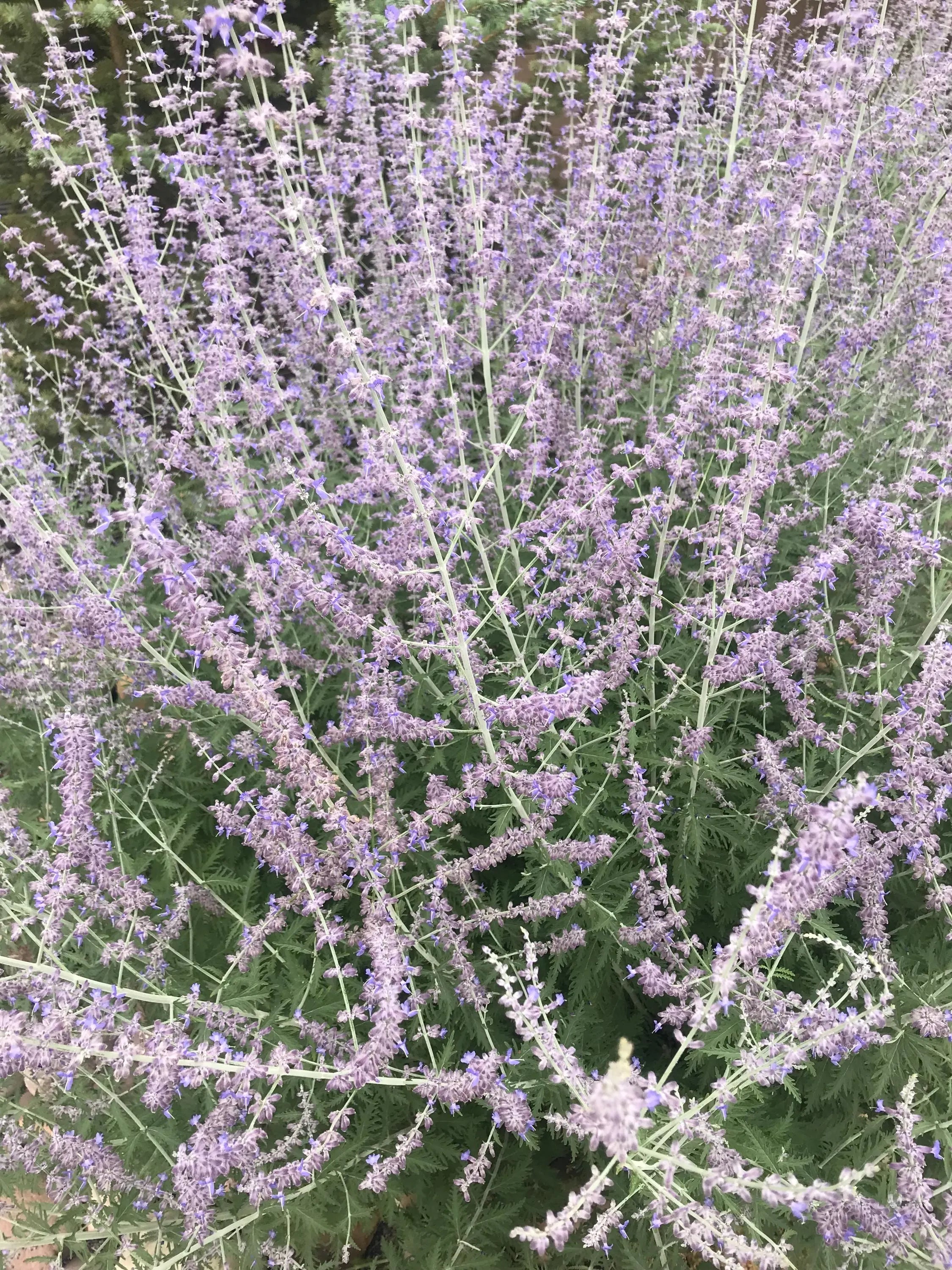 Lavender Flower, Whole (Organic)