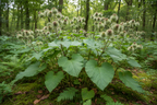 Burdock plants growing in natural environment showing large green leaves and distinctive burr seed heads