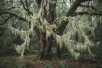 Usnea lichen pale grayish-green stringy filaments growing wild on tree bark in a forest