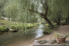 Salix alba white willow tree with graceful drooping branches and silvery green leaves growing near a river