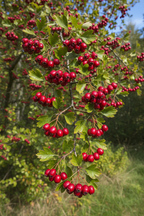 Hawthorn tree with clusters of ripe red berries on branches