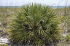 Saw palmetto plant Serenoa repens growing wild in a Florida coastal landscape with clusters of dark berries