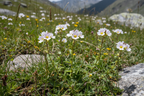 Euphrasia officinalis eyebright plant growing wild in an alpine meadow with tiny white flowers with purple veining and yellow centers