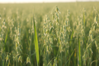 Avena sativa oat plant growing in a field with green milky oat stalks and drooping seed heads