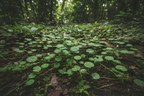Centella asiatica gotu kola plant with small round scalloped green leaves growing wild in a tropical setting
