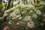 Elderflower Sambucus nigra clusters of white flowers growing wild