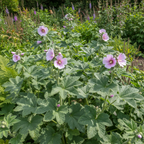 Organic marshmallow plants with soft pink flowers and velvety gray-green leaves