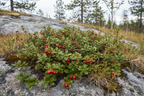 Uva ursi Arctostaphylos uva-ursi growing wild as a low ground cover with glossy leaves and red berries in a rocky alpine setting