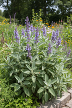 Salvia officinalis garden sage plant with purple flowers growing outdoors