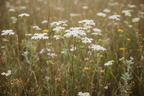 Yarrow Achillea millefolium plant with white flower clusters growing in a meadow