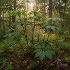 Organic Siberian ginseng (Eleuthero) plants growing with distinctive compound leaves in natural forest setting