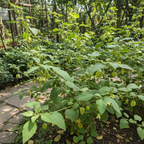Organic ashwagandha plants with greenish-yellow flowers and green leaves in garden setting