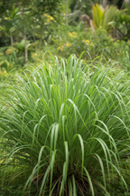 Lemongrass plant growing