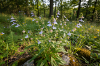 Lobelia inflata Plant