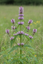 Motherwort plant growing