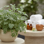 Mugwort plant