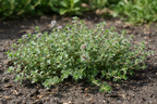 Thyme, Whole Leaf (Organic)