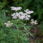Organic Valerian Root | Valeriana officinalis | Dried Cut & Sifted